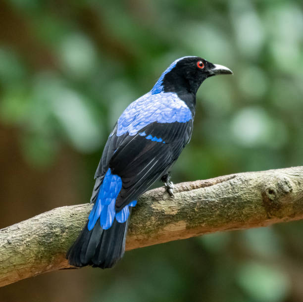 istock Asian Fairy-bluebird 1662647160