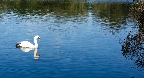 black swan in a lake