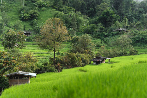istock Green rice fields at the countryside 1662656495