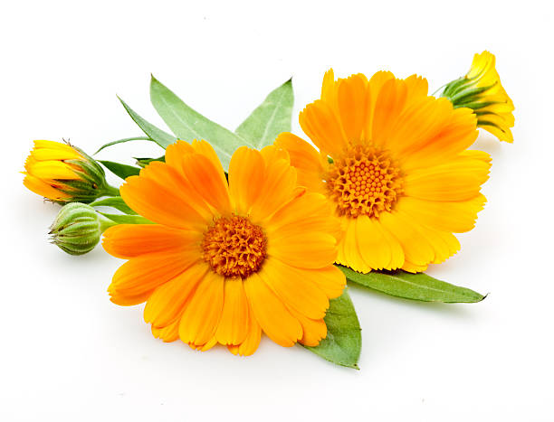 istock Calendula. flowers with leaves isolated on white 166266684