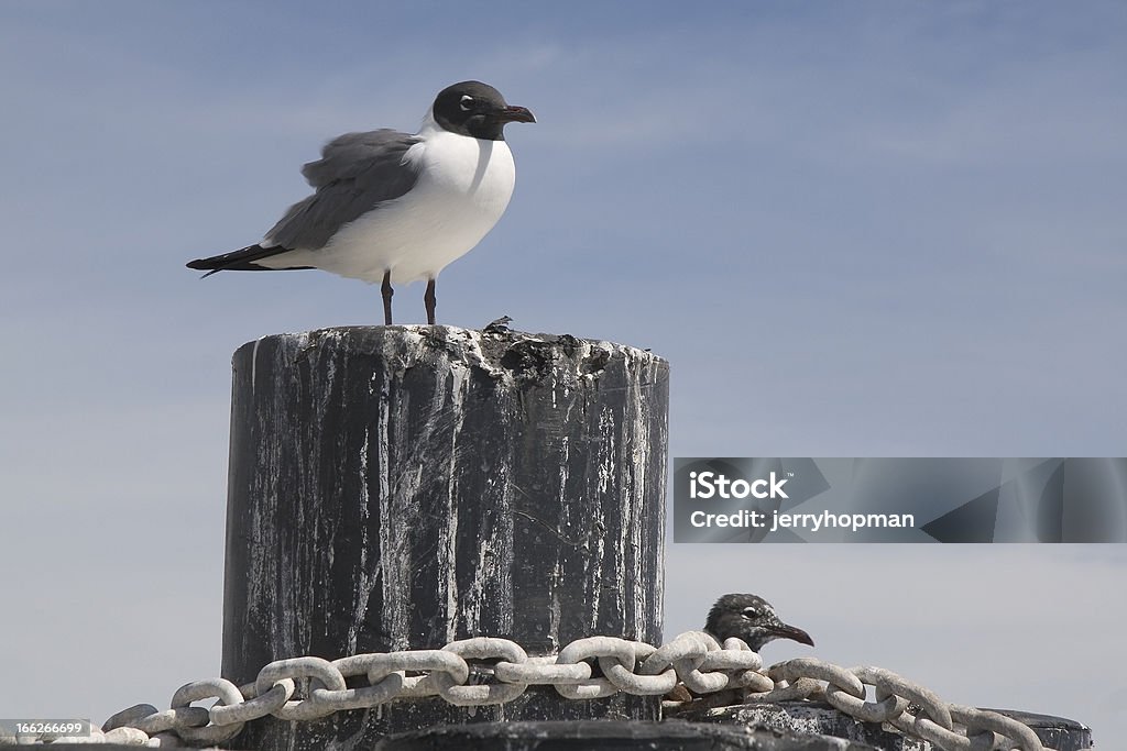 Gaviota reidora americana - Foto de stock de Cadena - Objeto fabricado libre de derechos