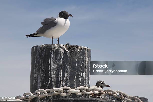 Gabbiano Sghignazzante - Fotografie stock e altre immagini di Animale selvatico - Animale selvatico, Catena, Cielo