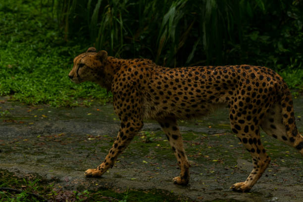 Two african cheetahs running fast. The second one is almost hidden beneath the high grass. Blurred motion.