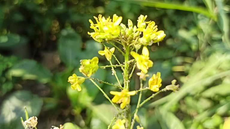 yellow flowers of mustard greens