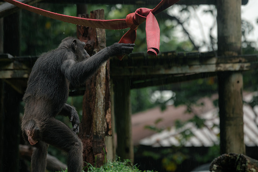A chimpanzee standing with its back to the camera in Singapore zoo, copy space for text, animal protection concept