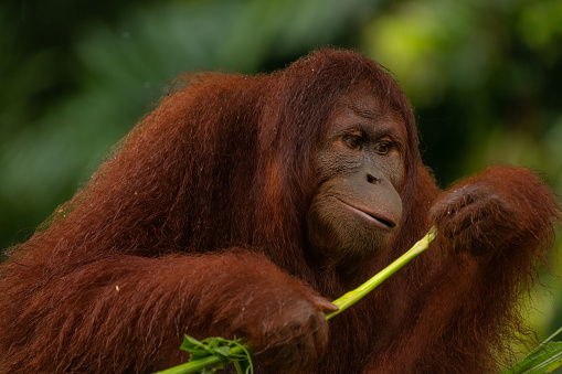 Adult orangutan considering wheather he should eat the grass stick. Thinking animals, green background, copy space for text