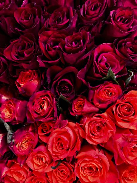 istock Roses flower close up 1662676226