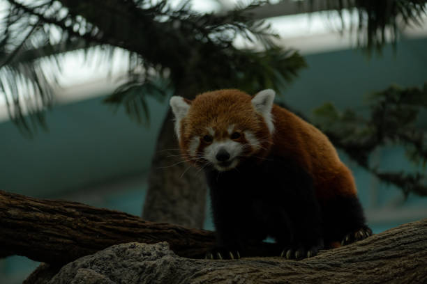 Red Panda looking at the camera in Chengdu research base of the Giant Panda breeding, Sichuan, China. Animal sanctuary life