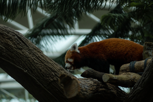 Close up on the red panda climbing the tree. Copy space for text