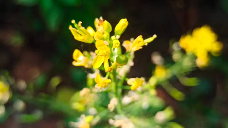 yellow flowers of mustard greens