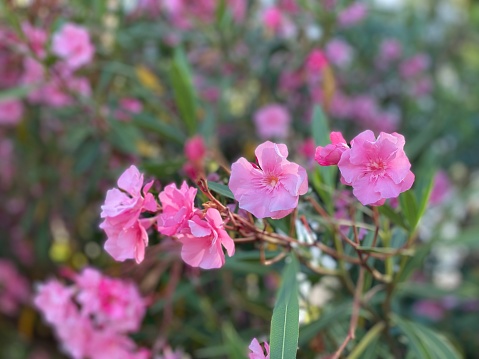 Beautiful pink flowers during your holiday on the Mediterranean