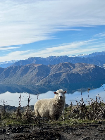 A sheep looking at the camera, with the wanaka lake behind, picture taken from Roy’s Peak track.