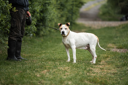 Rescued Pit Bull Terrier have exercises with his trainer. On his daily routine he is on the long walk on the leash and have obedience and socialization training