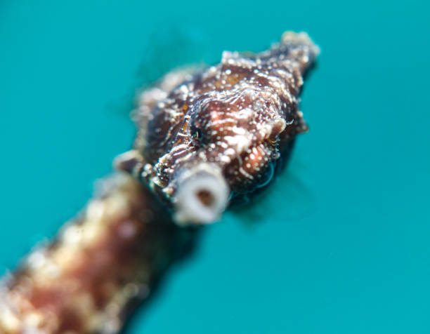 istock Seahorse looking at you 1662711338