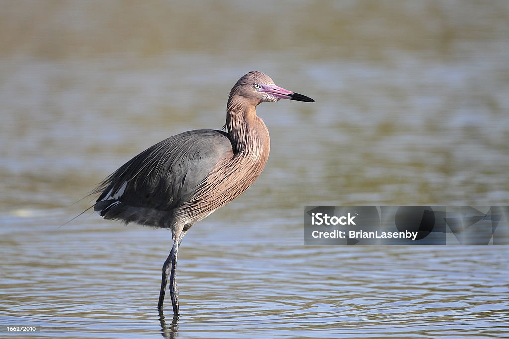 Egretta rufescens Vadear em um Raso Pond - Royalty-free América do Norte Foto de stock