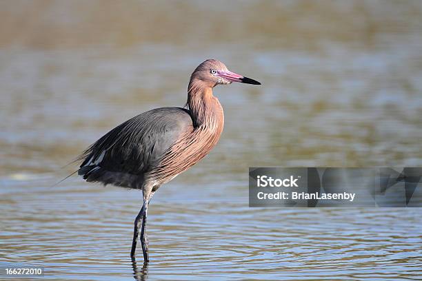 Egretta Rufescens Vadear Em Um Raso Pond - Fotografias de stock e mais imagens de América do Norte - América do Norte, Animal, Animal selvagem