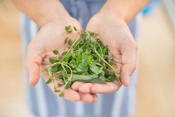 istock Hands holding bunch of herbs 166272654