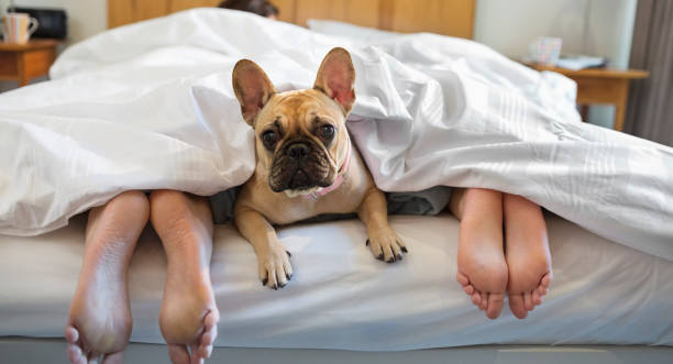 chien allongez-vous sous la couette pour couple - sleeping lying on back couple bed photos et images de collection