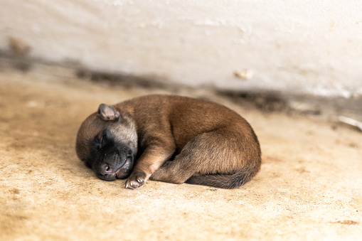 The little puppy is sleeping peacefully after it is full of milk.