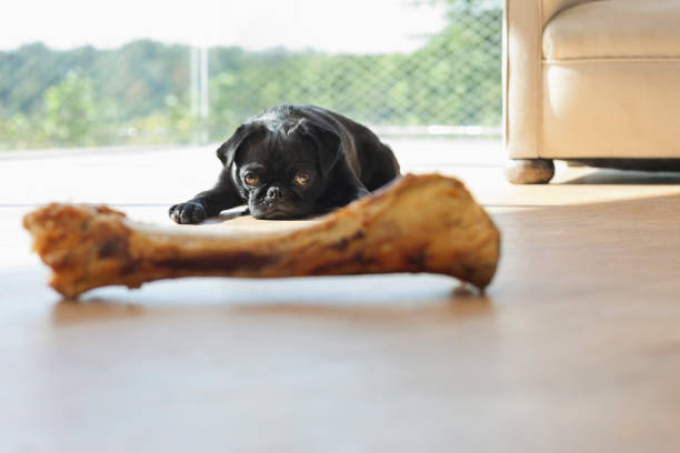Dog resisting bone in living room  pug photos stock pictures, royalty-free photos & images