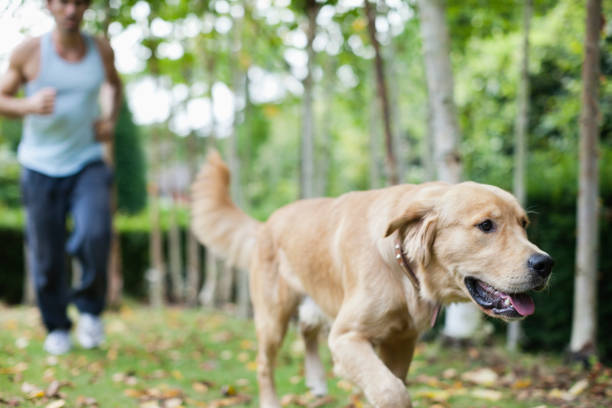 istock Man and dog running in park 166273045
