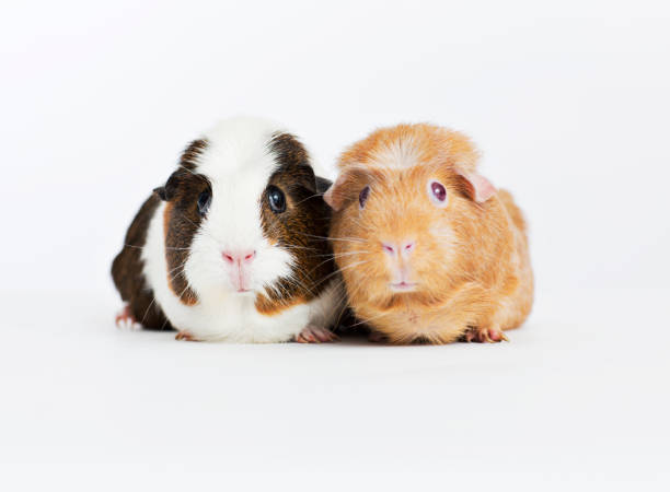istock Guinea pigs sitting together 166273246