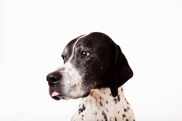 istock Close up of dog's face 166273247