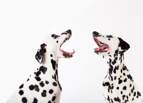 Smart Dalmatian pets dog sitting indoor
