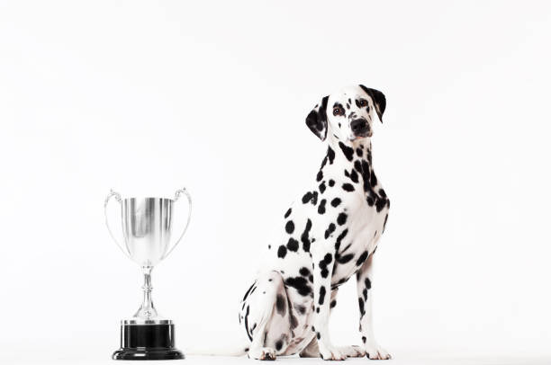 dog sitting by trophy - show dog стоковые фото и изображения