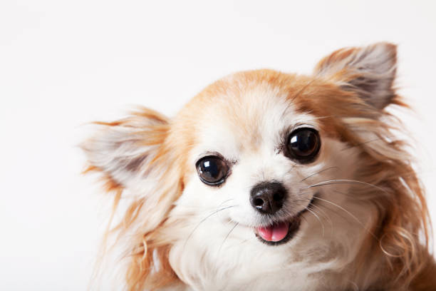 istock Close up of dog's face 166273263