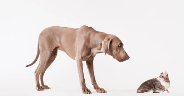 istock Dog and cat looking at each other 166273289