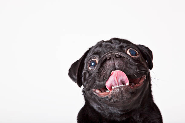 Man holding his pug