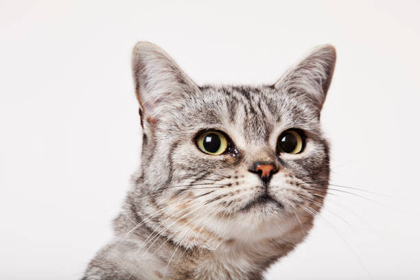 istock Close up of cat's face 166273299