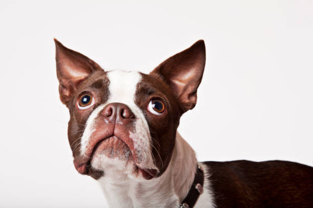 istock Close up of dog's face 166273300