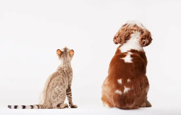 Photo of Dog and cat looking up together