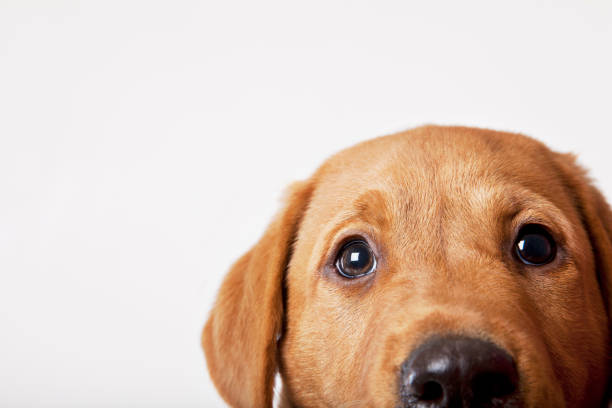 Labrador puppy looking