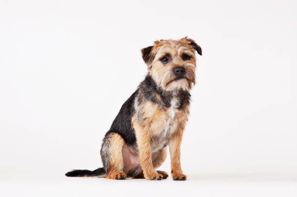 Dog sitting on floor  border terrier stock pictures, royalty-free photos & images