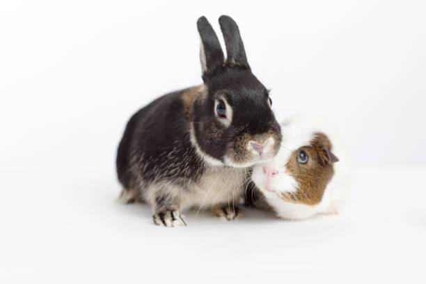 istock Rabbit and guinea pig meeting 166273310