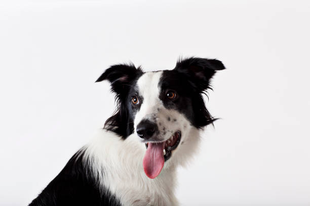 istock Close up of dog's panting face 166273311