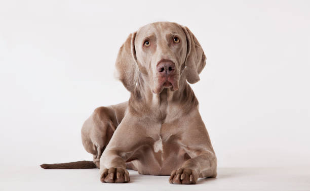 istock Dog laying on floor 166273337
