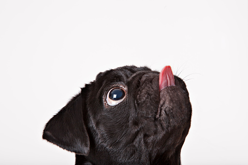 Primer plano de cara de su perro lamer photo