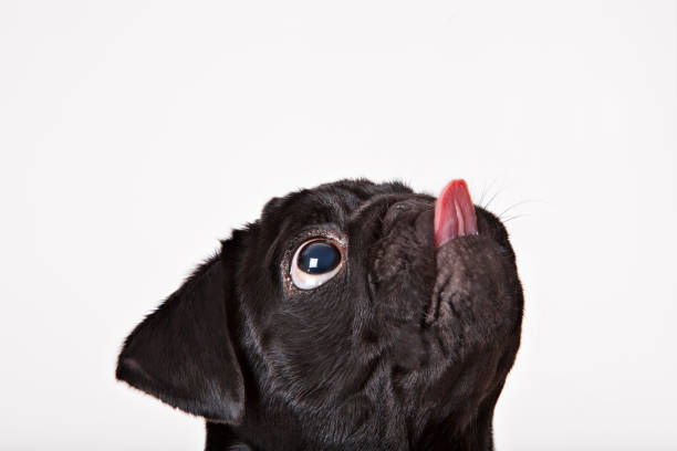 Close up of dog licking his face  pug isolated stock pictures, royalty-free photos & images