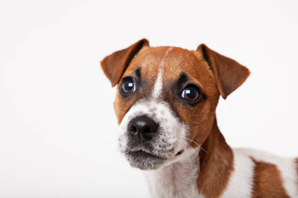 istock Close up of dog's face 166273349