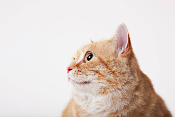 istock Close up of cat's face 166273353