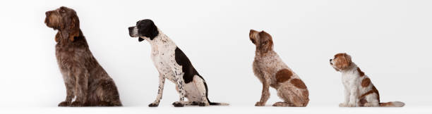 istock Dogs sitting in ascending order 166273381