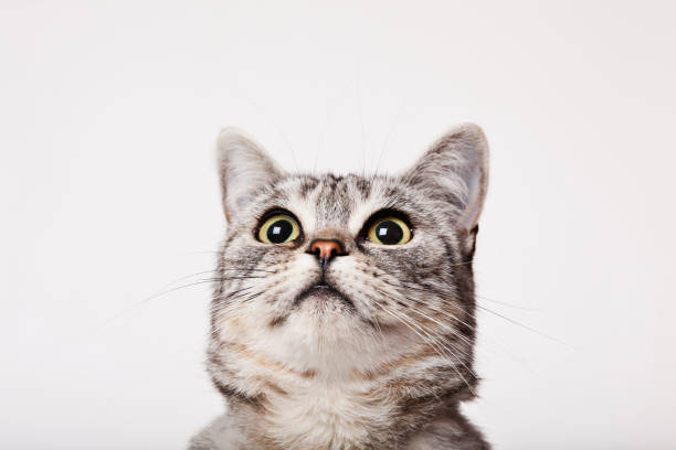 istock Close up of cat's face 166273382