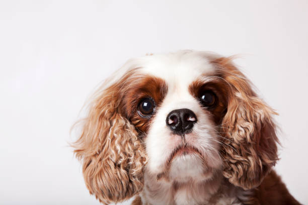 Close-Up Of Puppy Biting Shoelace