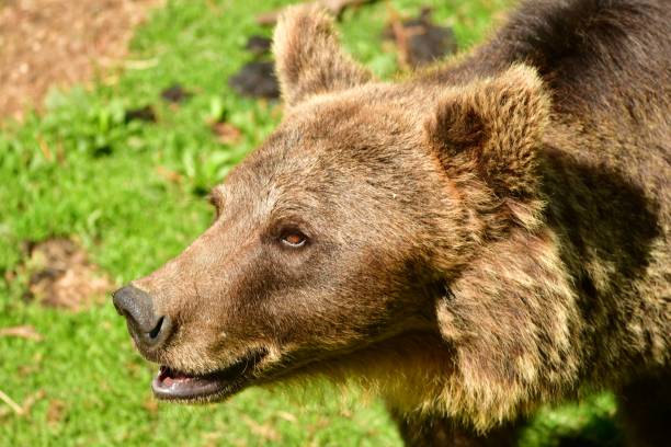 istock Closeup of a brown bear standing on green grass 1662738784