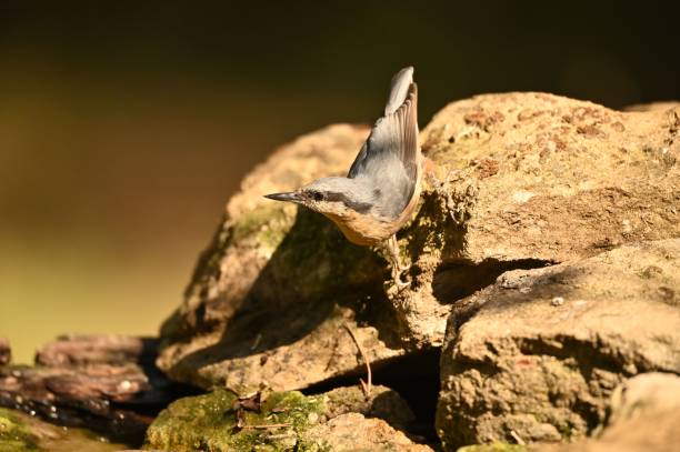 istock Closeup of a Eurasian nuthatch perched on a rock 1662739307