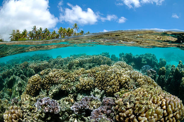 istock Coral Reef in French Polynesia 166275346